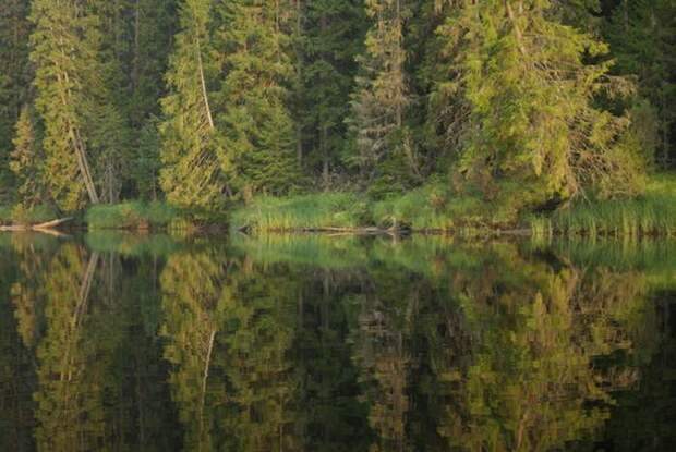 Фотоконкурс National Geographic Россия: Леса Фотоконкурс National Geographic Россия: Леса