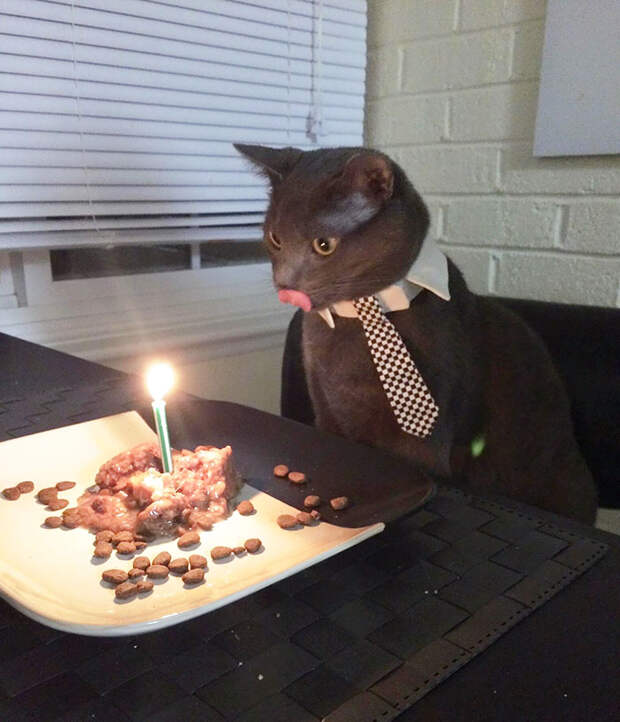 pets-that-have-better-birthday-parties-than-you-71-570f52c620377__700