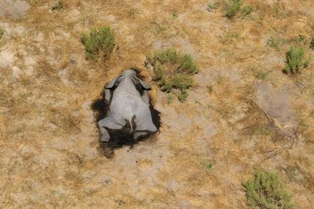 Сотни слонов погибли в Африке по непонятной причине
