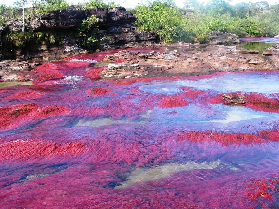 Каньо-Кристалес — самая красивая река на Земле Каньо-Кристалес — самая красивая река на Земле