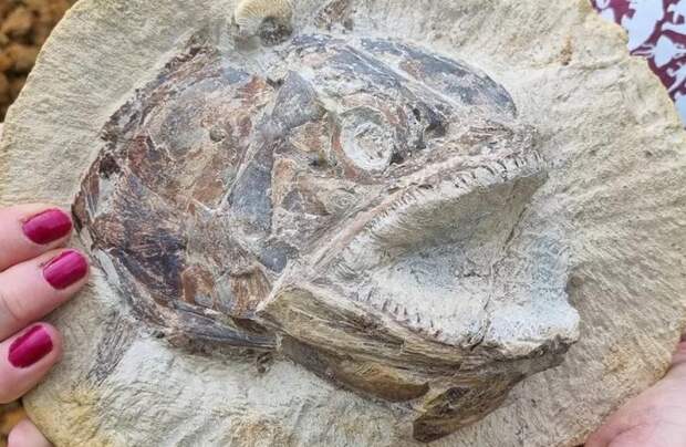 Прекрасно сохранившиеся окаменелости юрских рыб обнаружили на британской ферме
