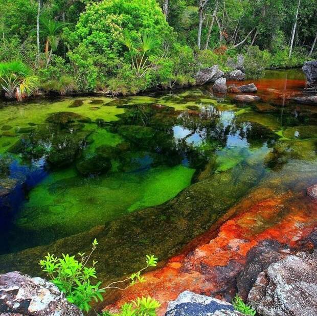 В Колумбии «расцвела» река пяти цветов в мире, колумбия, природа, река, удивительно, феномен, фото, цвета