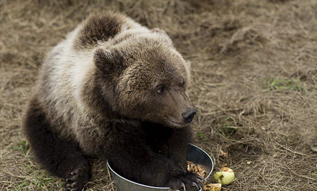 Медведь пришел на дачный участок и стал помогать сажать картошку. Видео