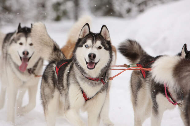 СПбГУВМ: чаще всего у кошек и собак пневмонию вызывают три патогена