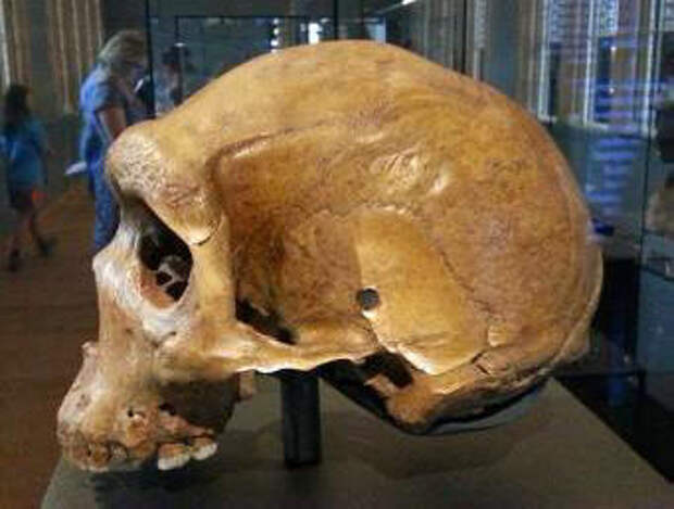 Найден череп неандертальца с пулевым ранением