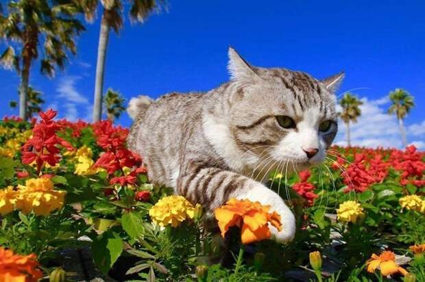 Фотогеничность зашкаливает: кот, который всегда замечательно выходит на снимках Нянкичи, животные, знаменитость, кот, фотогеничность, фотография, япония