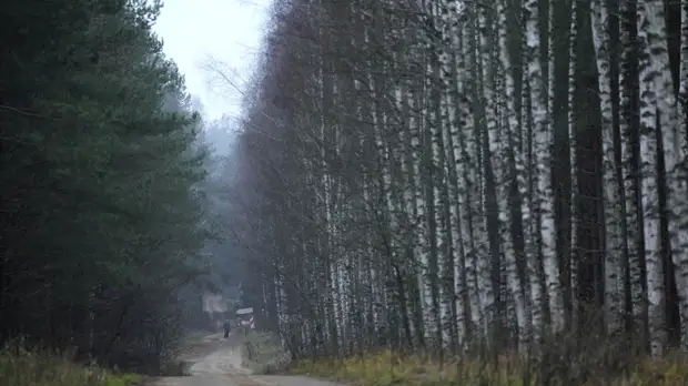 В Белоруссии проводят проверку по факту обнаружения тела мигранта у границы с Литвой