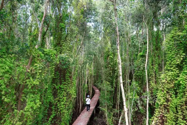 Во Вьетнаме бывшие нелегальные лесорубы стали лесными гидами ради защиты джунглей