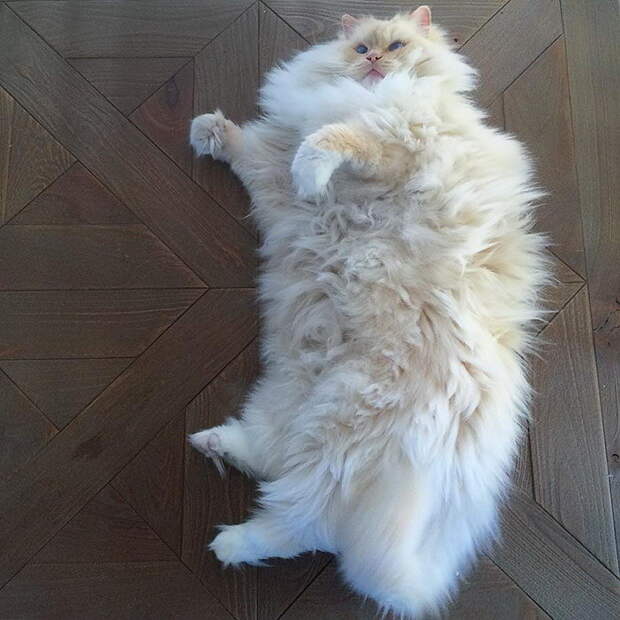 Невероятный кот, который утопает в собственной шерсти
