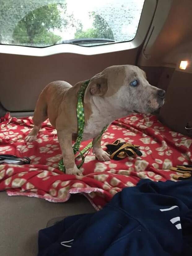 Pit-Bull-61