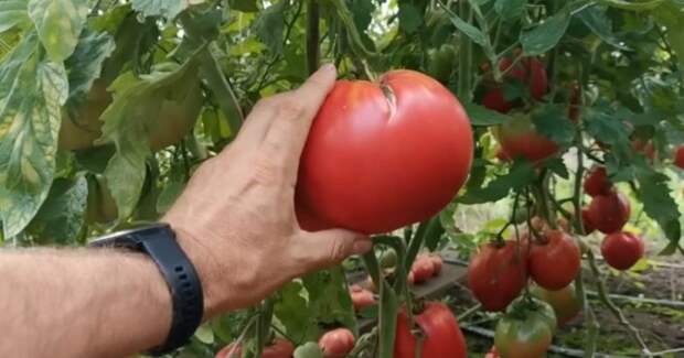 На что еще следует обратить внимание при выборе томатов на семена