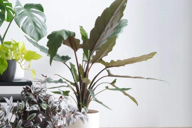 Алоказия лаутербахиана «Пурпл Сворд» (Alocasia lauterbachiana 'Purple Sword')