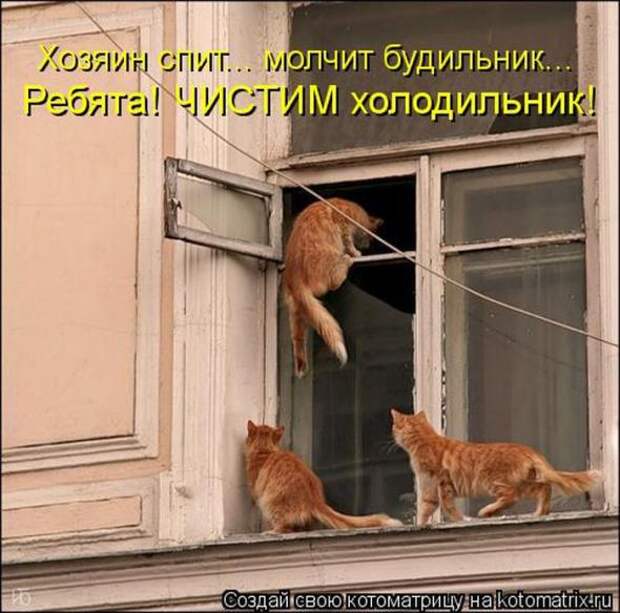 Котоматрицы (картинки с надписями)