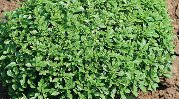 Выбираем сорта базилика на любой вкус: с ароматом лимона, карамели и другие