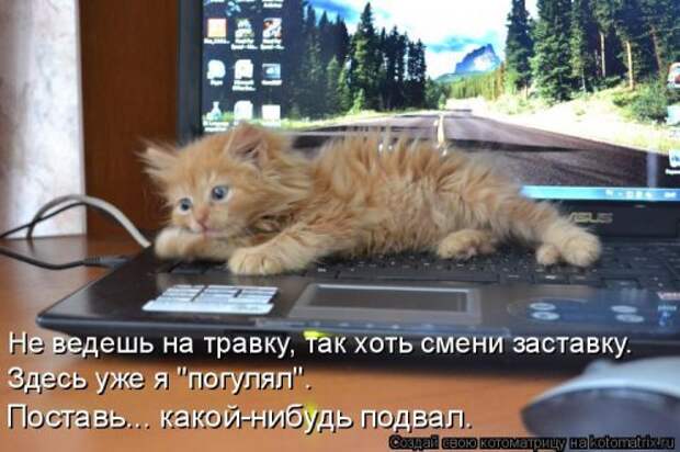 Новая котоматрица (36 фото)