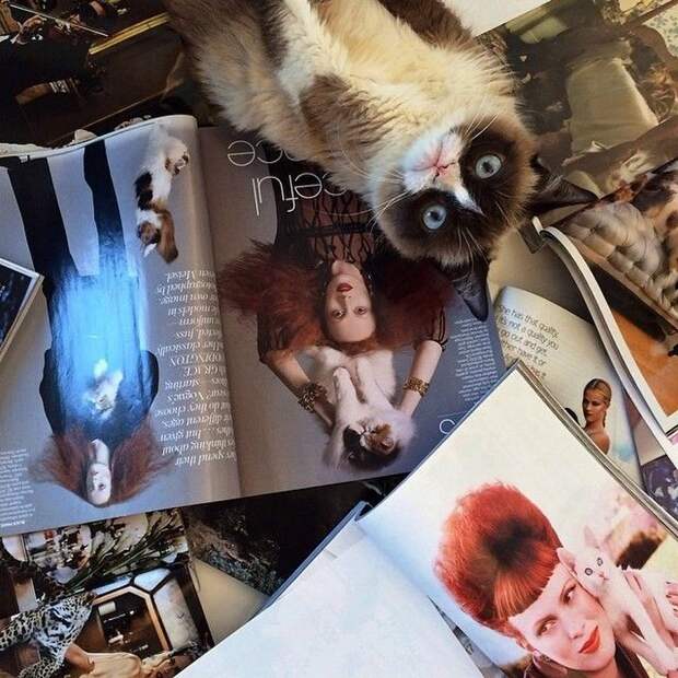 кошка