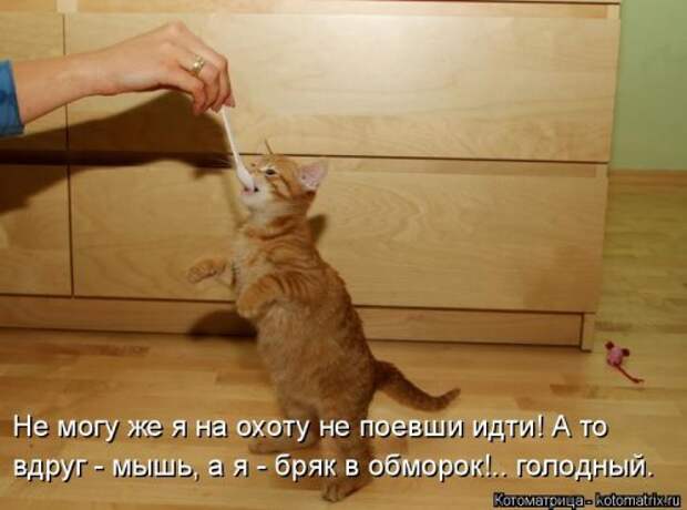 Котоматрица свежак (36 шт)