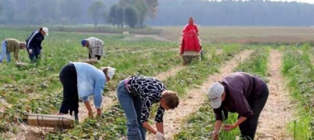 В Польше «устойчивый тренд» роста безработицы: украинцам будет все сложнее найти работу