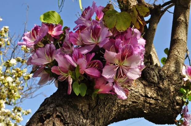 Баухиния или орхидейное дерево