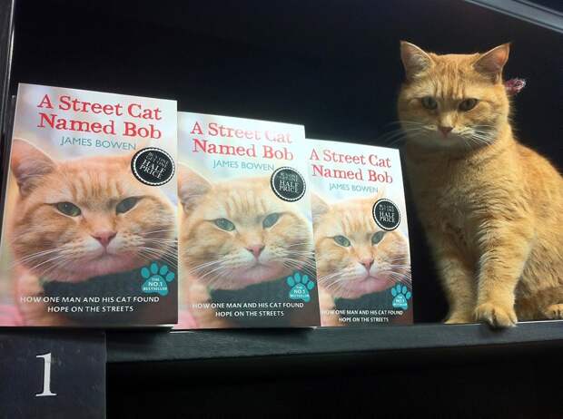 Bobthecat09 Рыжий кот Боб
