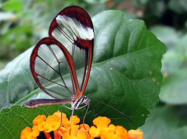 Стеклянная бабочка Грета Ото