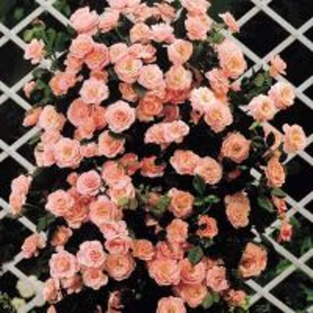 плетистые розы цветущие все лето зимостойкие сорта
