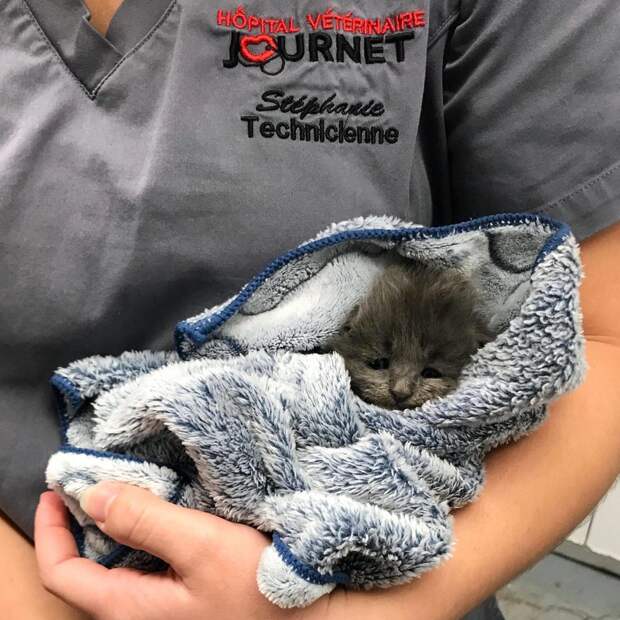 котенок в полотенце