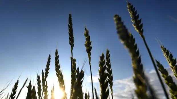 Казахстан ограничил экспорт пшеницы и муки