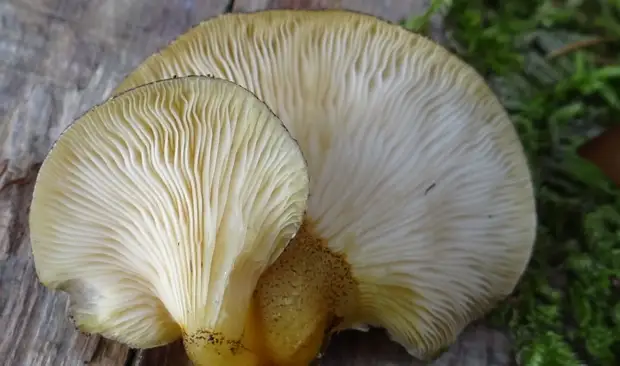Октябрьские грибы: съедобные и несъедобные виды