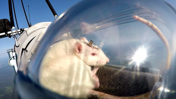 Только смелых уважает высота: самая умная крыса отправилась в стратосферу