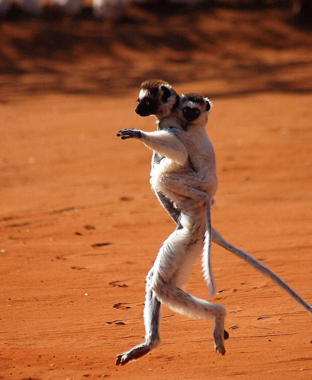 Лучшие фотографии National Geographic апреля 2014