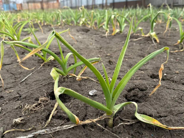 Сосед-агроном шепнул на ухо: до 10 мая вливаю под чеснок ложку этого порошка — головки наливаются с  яблоко