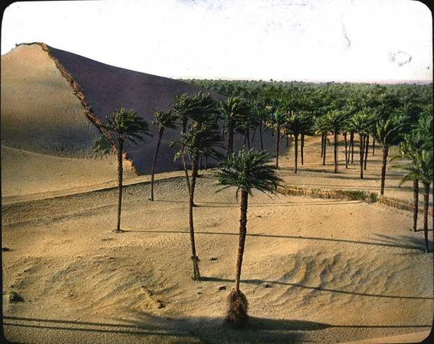 Пальмовая роща. Пальмовая роща.