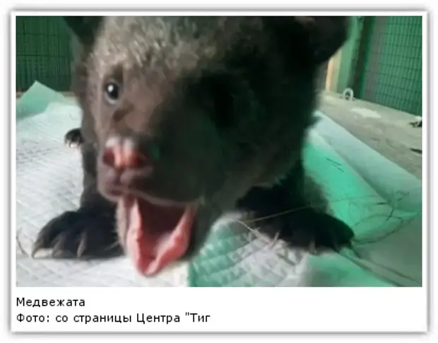 Фото: со страницы Центра "Тигр"