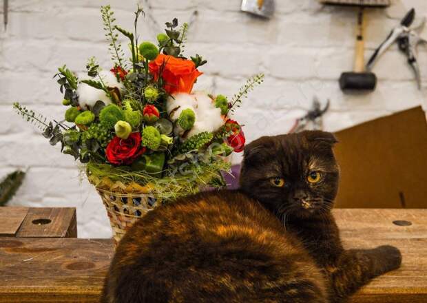 Flowershopcats 