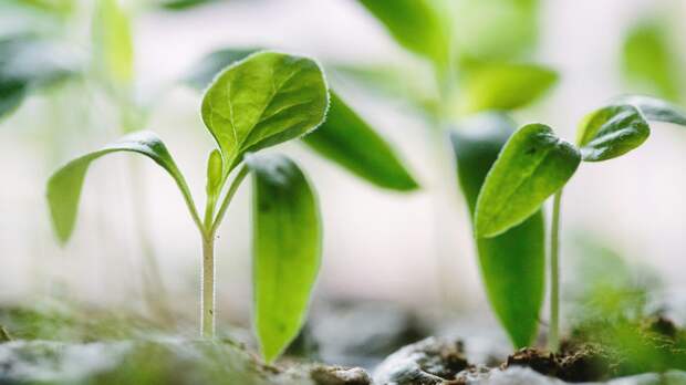 От семени до урожая: почему жалость мешает получить крепкие растения