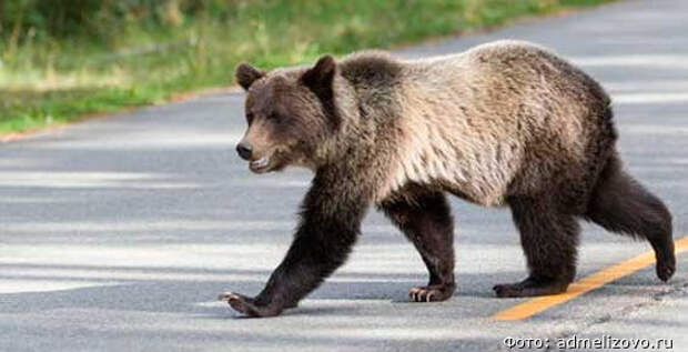 Из-за медведя жителей Елизова призвали не выходить вечером на улицу