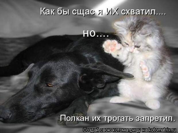 Котоматрицы(картинки с надписями)