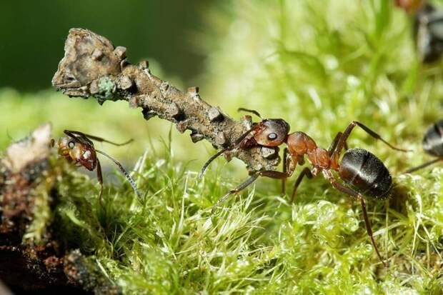 Почему муравьи такие сильные