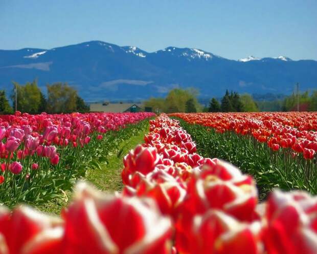 tulips22 Самые яркие тюльпаны со всего света