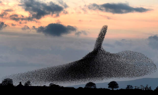 ENVIRONMENT Starlings 072409