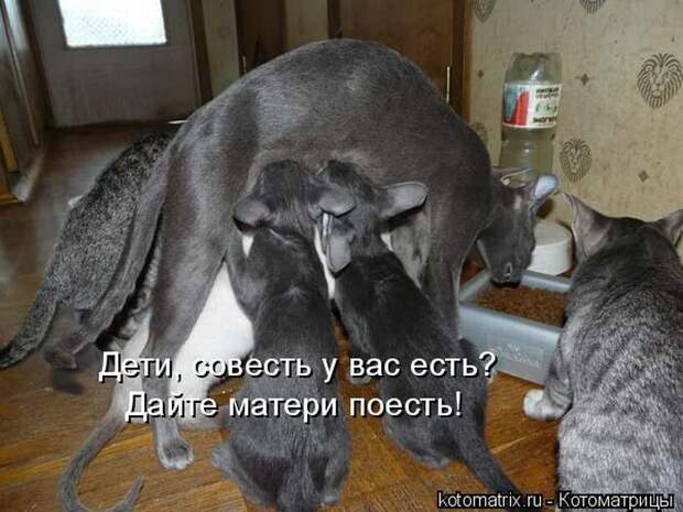 Лучшие котоматрицы недели (50 фото)