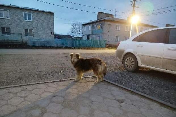 В Пичаевском округе установлен карантин по бешенству животных