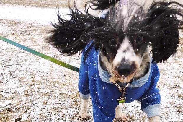 Снег опять выпадет в Новосибирске в Акулинин день 20 апреля