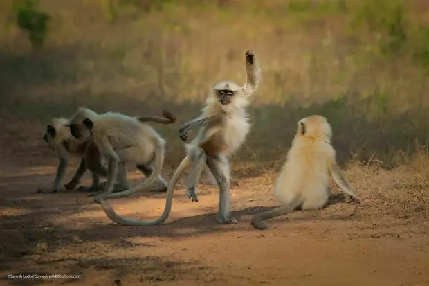 10 самых смешных снимков животных с конкурса Comedy Wildlife Photography