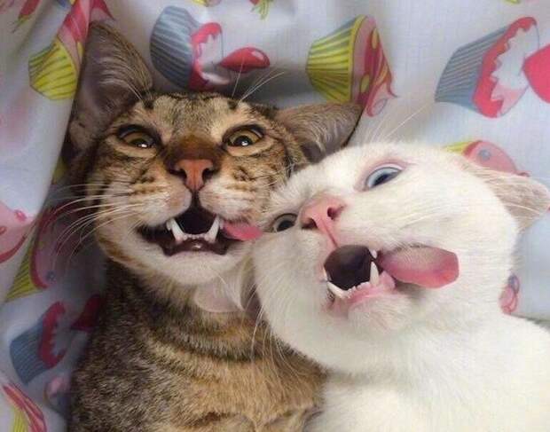 25 обаятельных симпатяг, селфи которых явно лучше наших