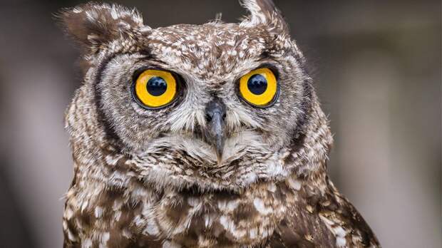 Почему у совы большие глаза: объяснение для детей и советы родителям