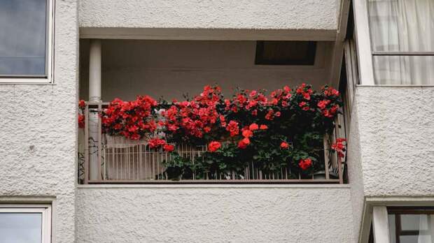 За цветы на балконе могут оштрафовать