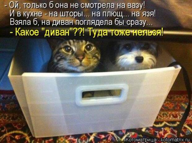 Новая котоматрица на Бугаге (38 фото)