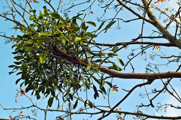 omela-2-thumb-700x465-9605 (700x465, 287Kb)